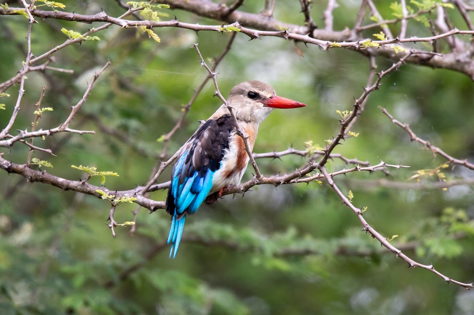 Top things to do in Murchison Falls National Park.