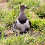 Uganda Safari and Vacation Packages