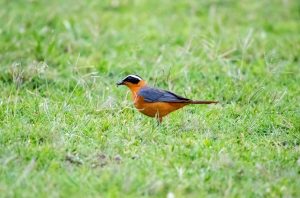 White-browed Robin-Chat.
