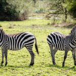 A Guide to Akagera National Park