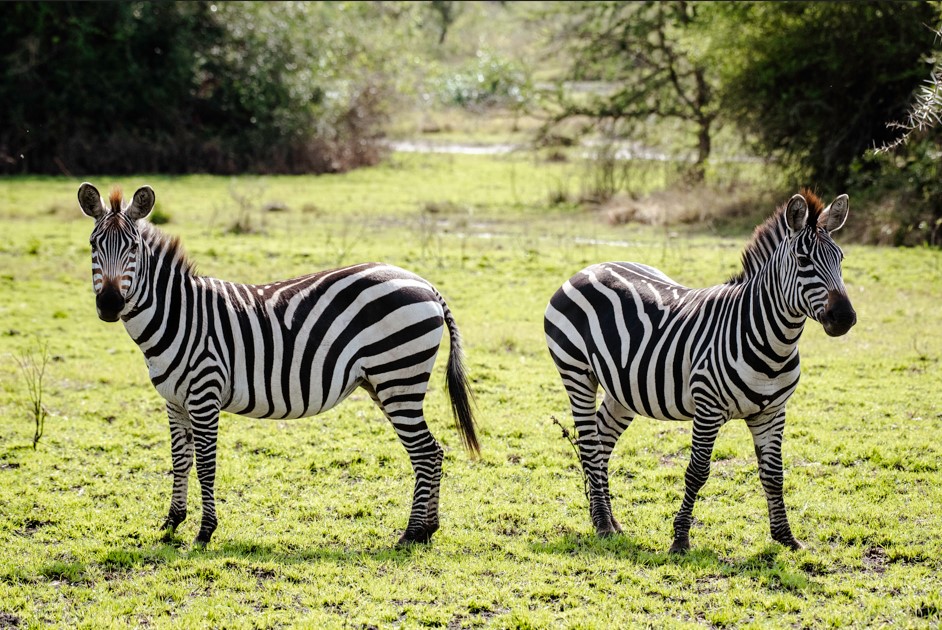 A Guide to Akagera National Park