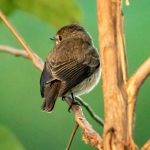 Bird Checklist in Bwindi Forest National Park.