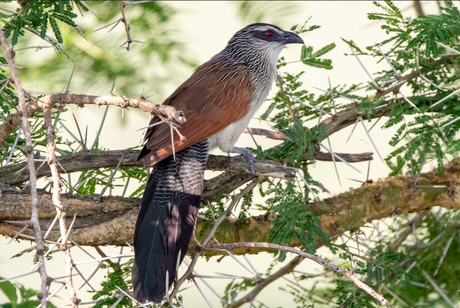 Bird Species in Akagera National Park.