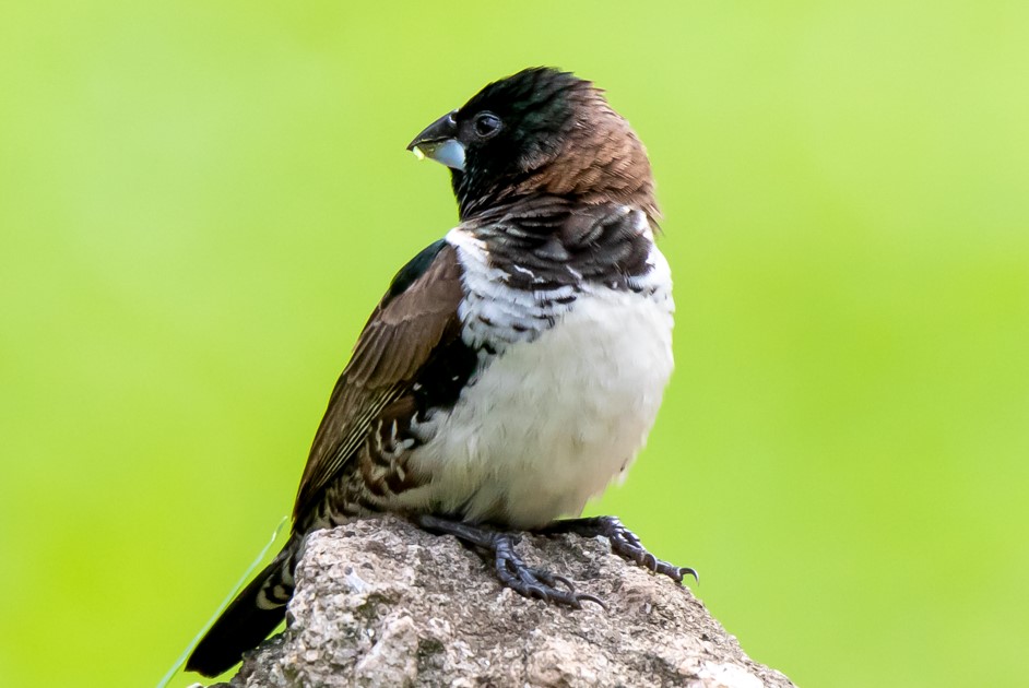 Bird Species of Kibale National Park