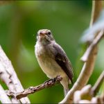 Bird watching in Kibale National Park