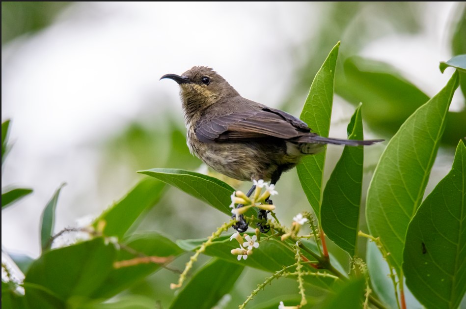 Birding Checklist in Lake Mburo National Park.