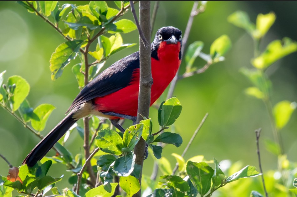 Birds Found in Lake Mburo National Park.