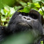 Bwindi Impenetrable Forest Gorilla Trekking