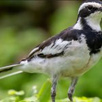 Kibale’s Most Sought After Birds