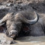 Things to do in Akagera National Park.