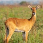 What makes Akagera National Park Unique.