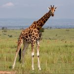 Why Visit Akagera National Park.