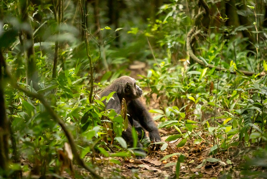 Activities That Make Kibale a Top Destination in Uganda