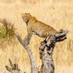 Activities to do in Kidepo National Park.