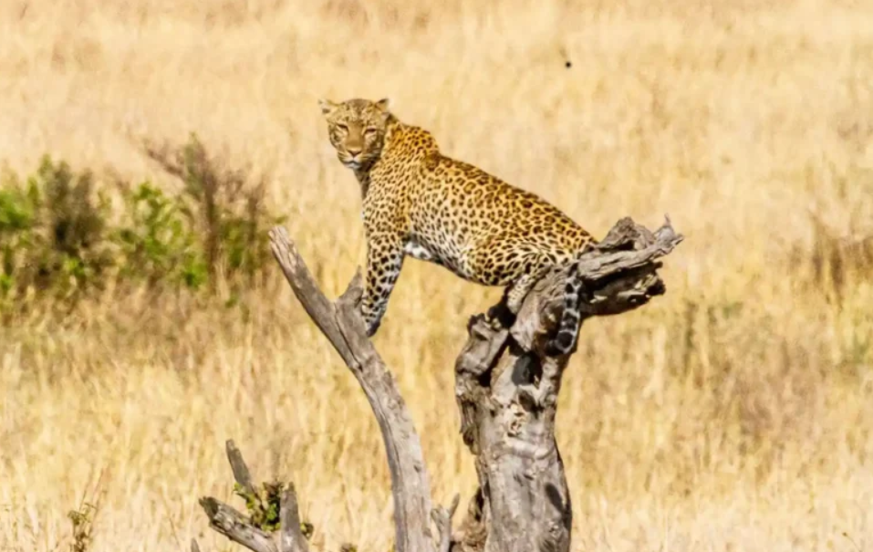 Activities to do in Kidepo National Park.