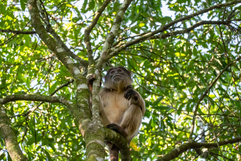 Animals of Kibale Forest National Park