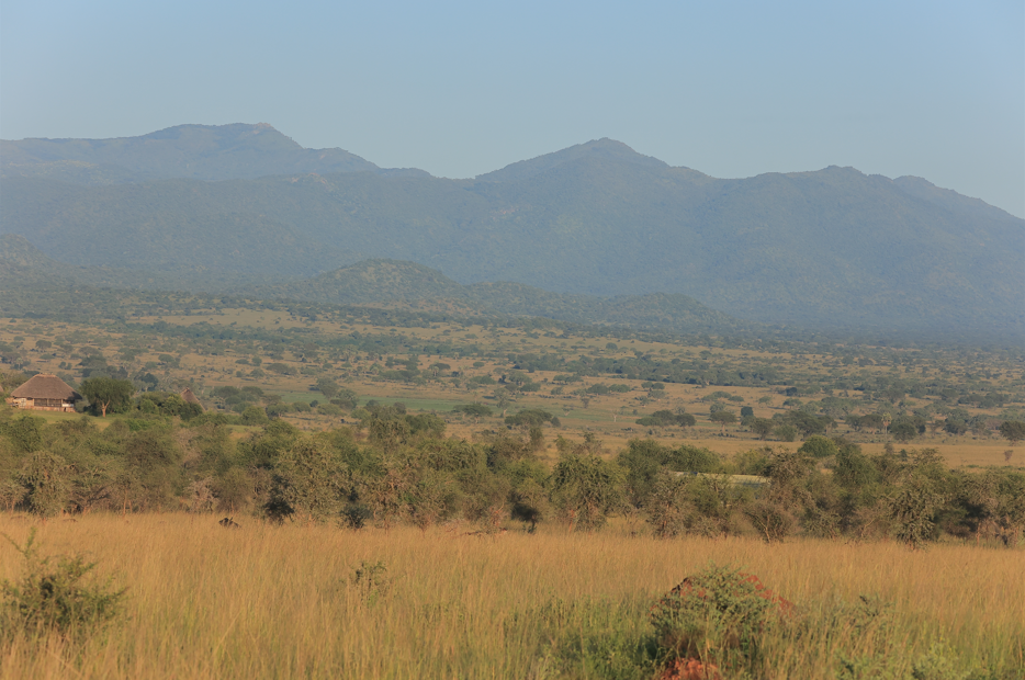 Best Time to do Game Drives in Kidepo Valley National Park.