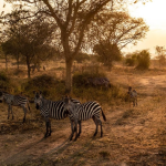 Best Time to do Walking Safaris in Kidepo National Park.