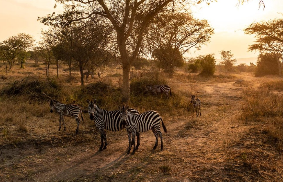 Best Time to do Walking Safaris in Kidepo National Park.