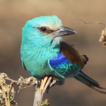 Bird Species Found in Kidepo National Park.