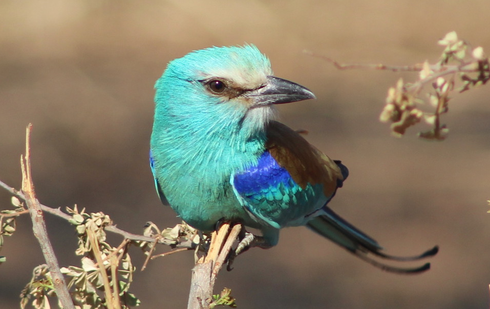 Bird Species Found in Kidepo National Park.