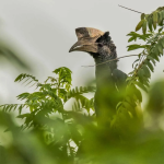 Bird Species to See in Kidepo National Park.