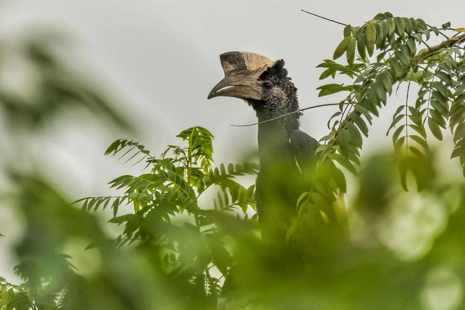 Bird Species to See in Kidepo National Park.