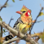 Bird Watching in Kidepo Valley National Park.