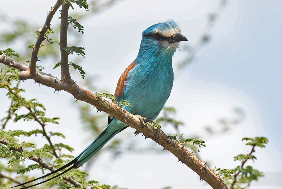 Birding Checklist for Kidepo National Park.