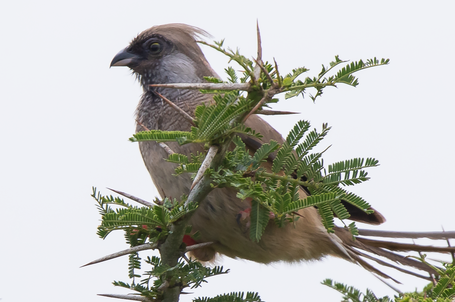 Birds Found in Kidepo Valley National Park.