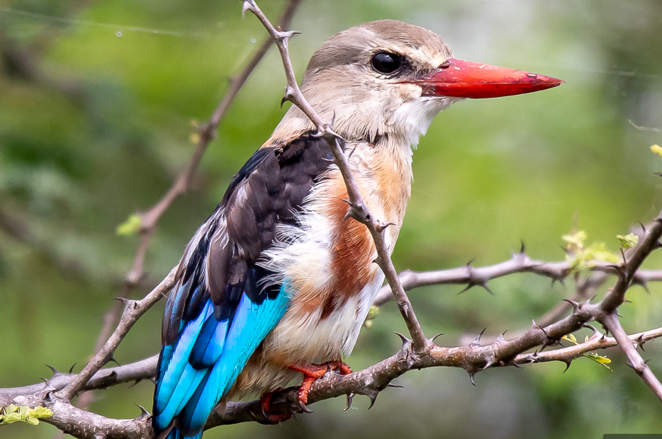 Birds in Kidepo Valley National Park.