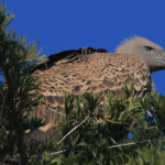 Birds to See in Kidepo National Park.