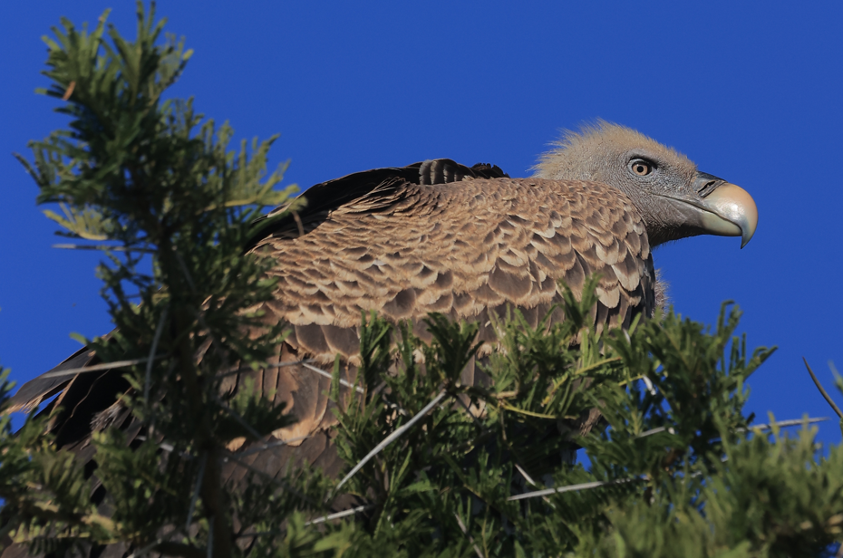 Birds to See in Kidepo National Park.