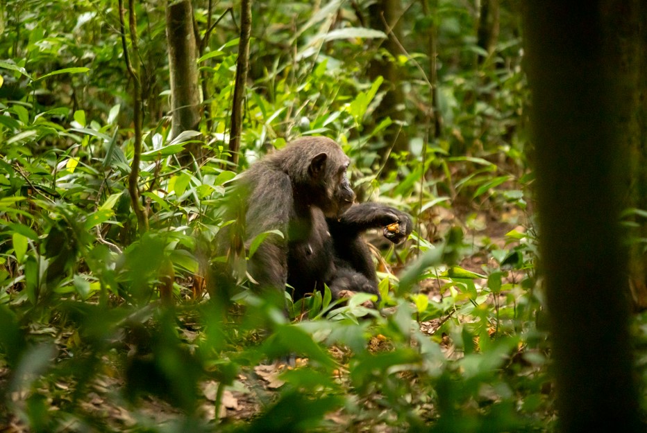 Chimpanzee Permit Booking in Kibale National Park