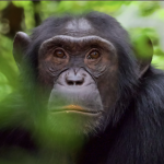 Duration of chimpanzee trekking in Kibale Forest