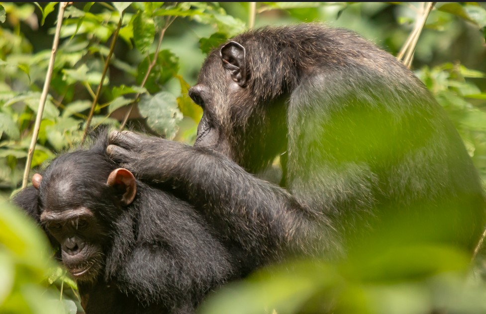 Is Chimpanzee Trekking in Kibale Worth the Cost
