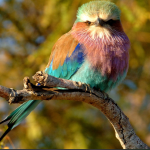 List of Bird Species in Kidepo Valley National Park.