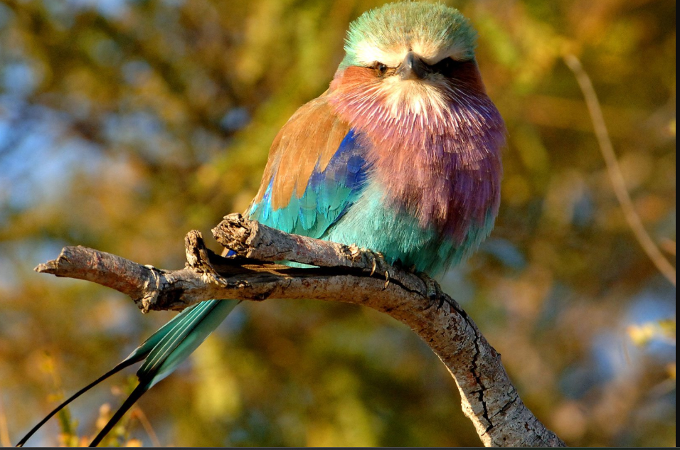 List of Bird Species in Kidepo Valley National Park.