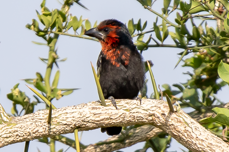 List of Birds in Kidepo National Park.