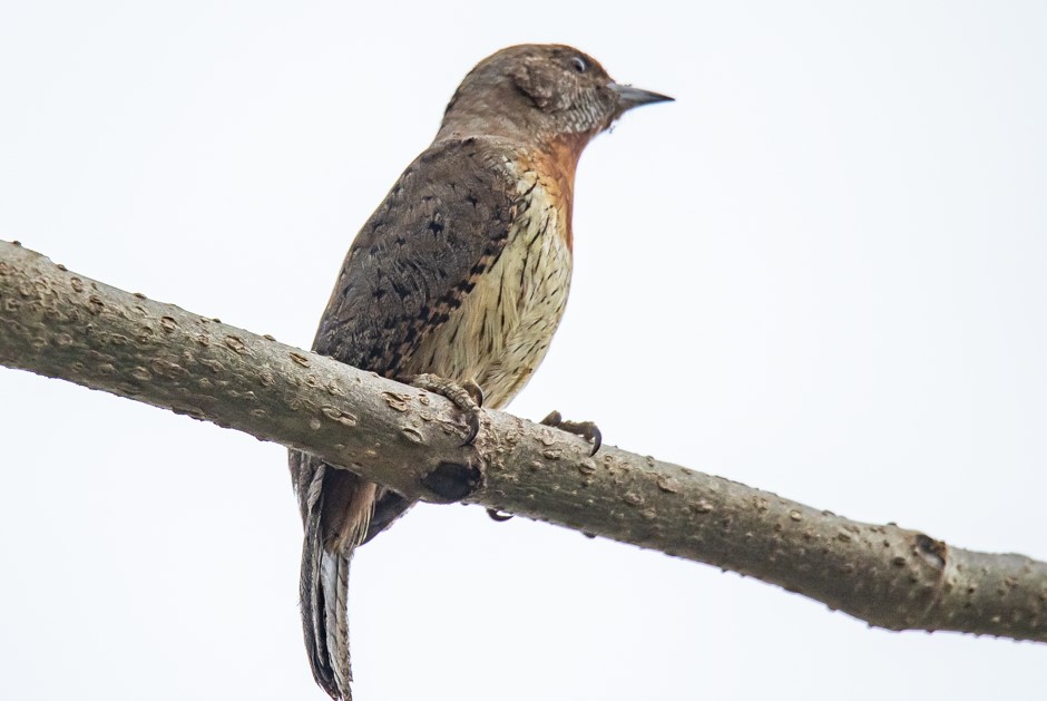 List of Birds in Nyungwe Forest National Park.