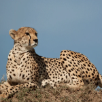 Luxury safaris to Kidepo Valley National Park