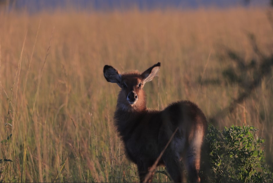 Safari Activities in Kidepo Valley National Park