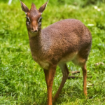The Dik-Dik
