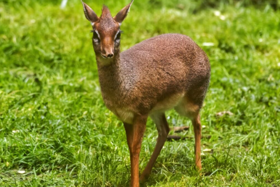 The Dik-Dik