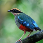 The Green-breasted Pitta of Uganda