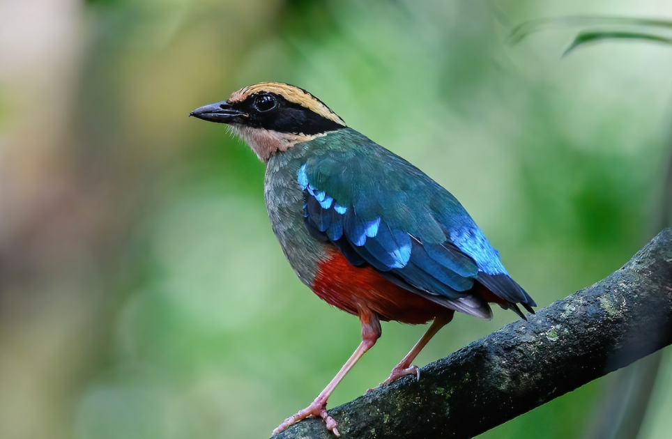 The Green-breasted Pitta of Uganda