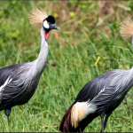 The Grey Crowned Crane