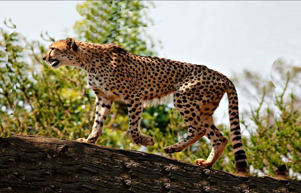 Things to do in Kidepo Valley National Park.