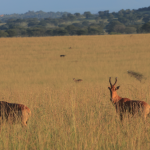 Tourist Activities in Kidepo National Park.