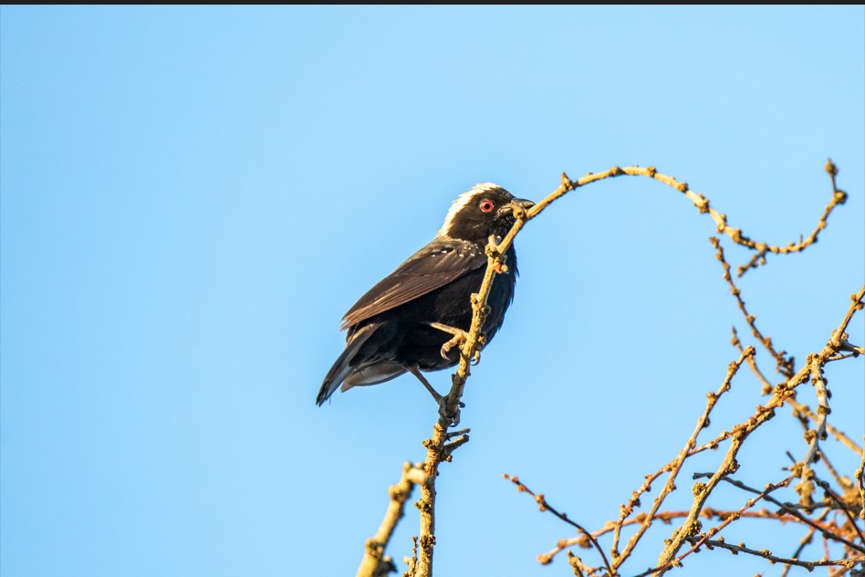 What is the Best Time to Go Birding in Kibale Forest National Park